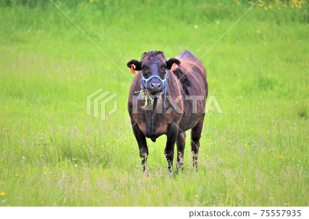 日本牛肉 日本牛肉 75557935