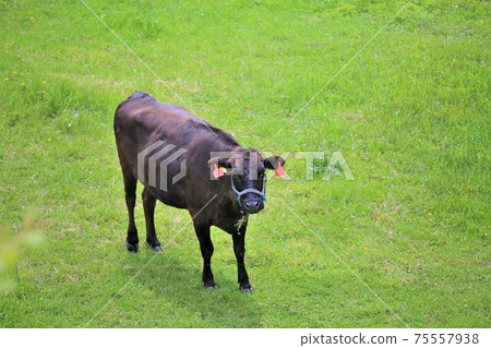 日本牛肉 75557938