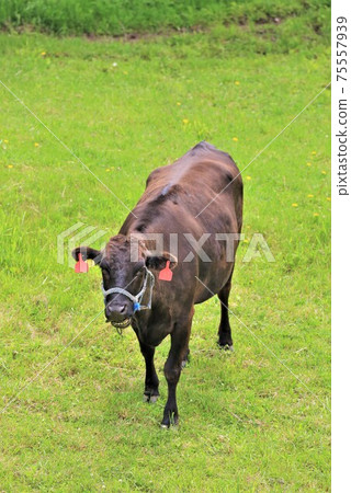 日本牛肉 日本牛肉 75557939