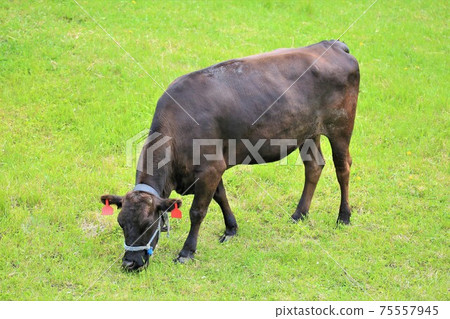 日本牛肉 日本牛肉 75557945