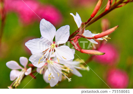 Lake Kitaga 75558081