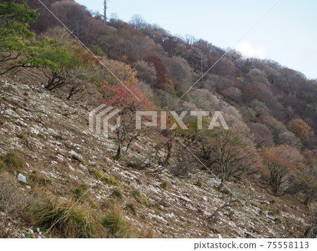 秋天在伊吹山的山路上與秋葉交融的鹿 秋天在伊吹山的山路上與秋葉交融的鹿 75558113