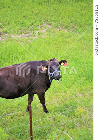 日本牛肉 日本牛肉 75558115