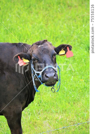 日本牛肉 日本牛肉 75558116