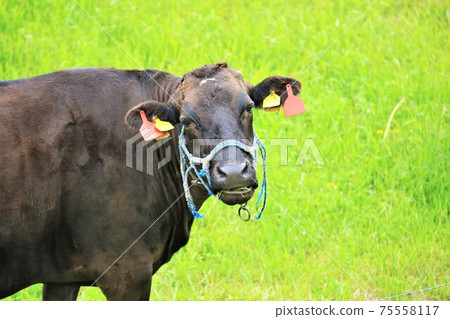 日本牛肉 日本牛肉 75558117