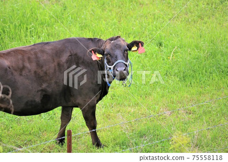 日本牛肉 日本牛肉 75558118