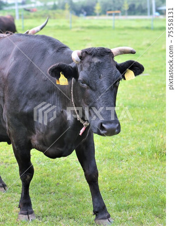 日本牛肉 日本牛肉 75558131