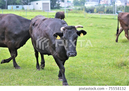 日本牛肉 日本牛肉 75558132