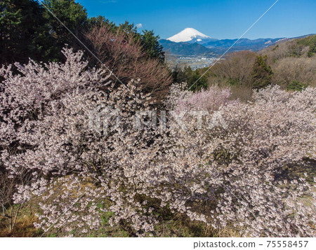 神奈川縣三井大井町富士山和三塚富士山上的櫻花 神奈川縣三井大井町富士山和三塚富士山上的櫻花 75558457