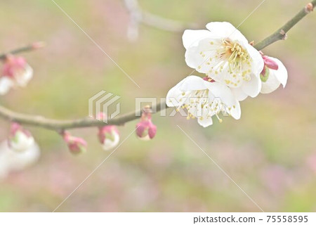 梅花盛開 75558595
