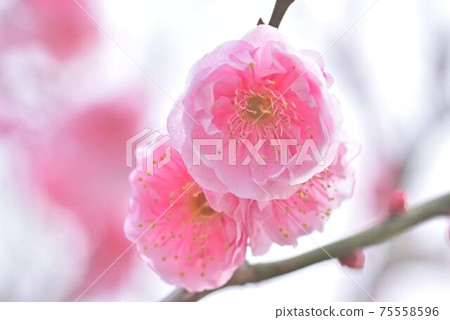 梅花盛開 75558596