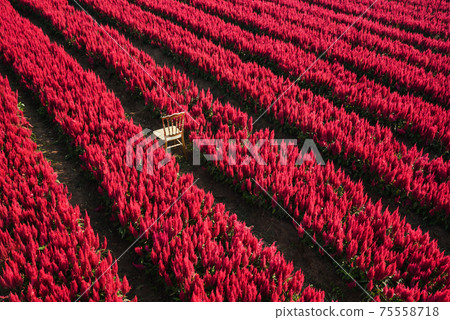 Red flower garden landscape flower field with plant farm, Beautiful Celosia Plumosa flowers scenery summer Red flower garden landscape flower field with plant farm, Beautiful Celosia Plumosa flowers scenery summer 75558718