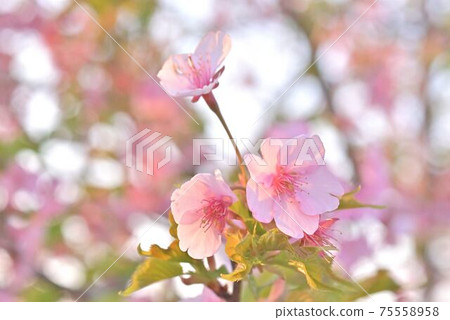 Cherry tree in full bloom  75558958