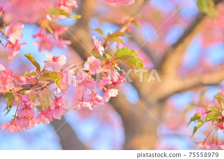 Cherry tree in full bloom  75558979