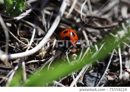 Ladybugs perching on the grass in winter fields 75559229