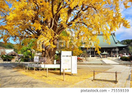 神奈川縣藤澤市,金色的銀杏樹和行幸寺的正殿 神奈川縣藤澤市,金色的銀杏樹和行幸寺的正殿 75559339