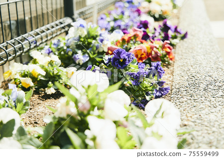 花壇花卉園藝 花壇花卉園藝 75559499