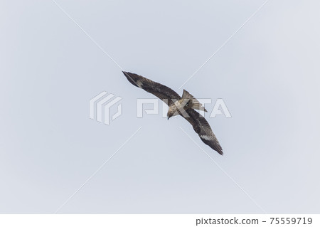 Black kite 2021 75559719