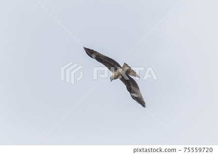 Black kite 2021 75559720