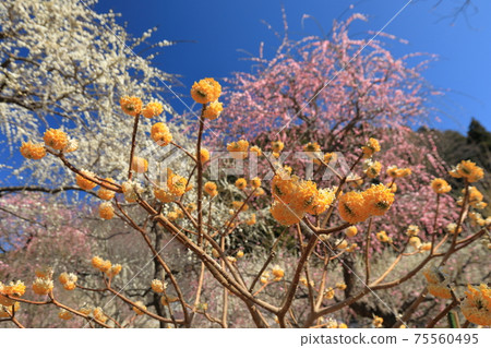 Edgeworthia chrysanthemum and weeping plum Edgeworthia chrysanthemum and weeping plum 75560495