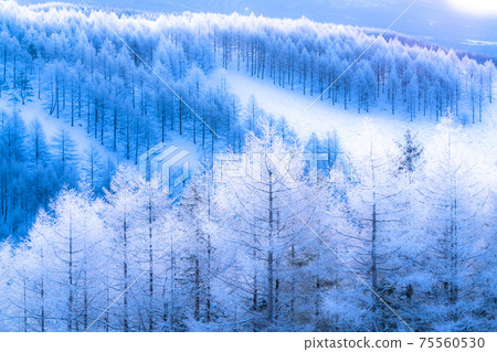 《Nagano Prefecture》 Kirigamine plateau in winter, a primeval forest of hoarfrost 75560530