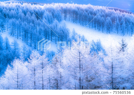 《長野縣》冬季霧谷高原，原始霜凍森林 75560536