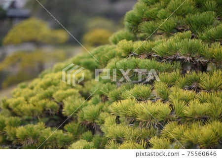 Suizenji Jojuen 75560646