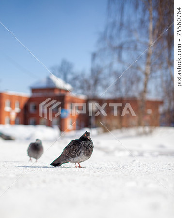Beautiful pigeons sit in the snow in the city park in winter. Beautiful pigeons sit in the snow in the city park in winter. 75560764