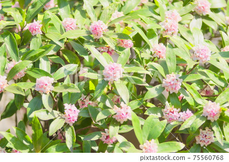 小花芙蓉 小花芙蓉 75560768