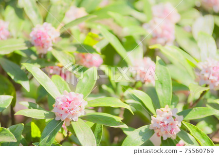 小花芙蓉 小花芙蓉 75560769
