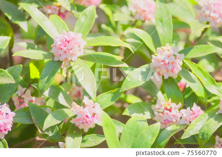 小花芙蓉 小花芙蓉 75560770