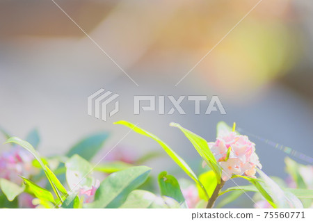 小花芙蓉 75560771