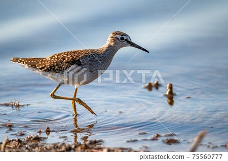 Wood sandpiper or Tringa glareola walks on lake Wood sandpiper or Tringa glareola walks on lake 75560777