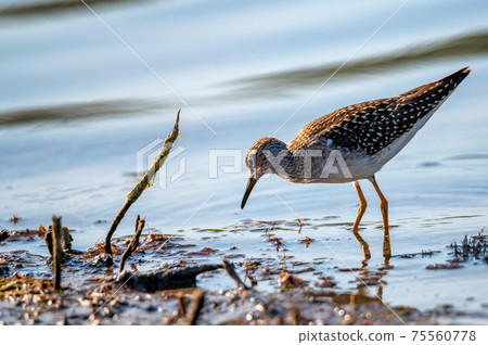 Wood sandpiper or Tringa glareola walks on lake Wood sandpiper or Tringa glareola walks on lake 75560778