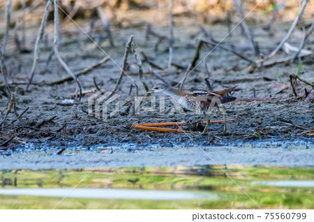 Close up of a little crake or Zapornia parva runnning in reed 75560799
