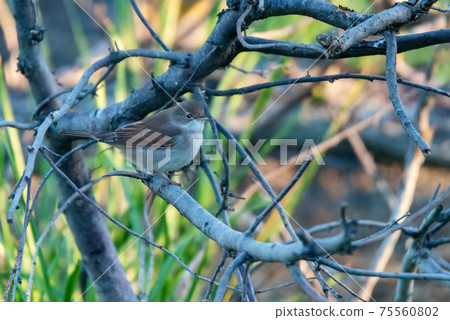 Lesser whitethroat or Sylvia curruca in the nature 75560802
