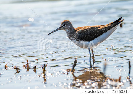 Green sandpiper or Tringa ochropus walks on lake 75560813