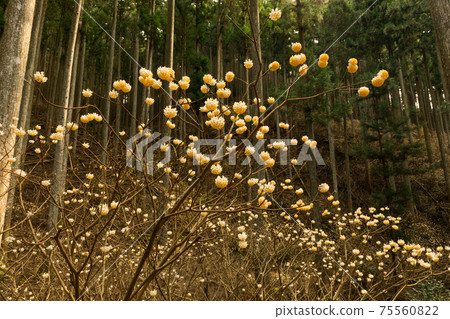 Mitsumata鮮花盛開 Mitsumata鮮花盛開 75560822