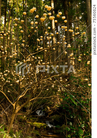 mitsumata花的視圖 mitsumata花的視圖 75560824