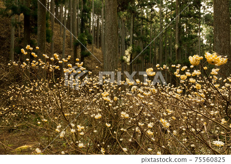 Mitsumata herd forest Mitsumata herd forest 75560825