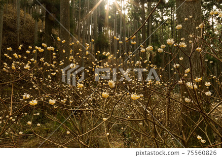 Shining mitsumata flowers Shining mitsumata flowers 75560826