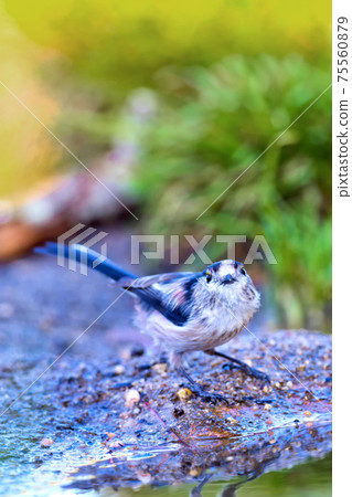 Long-tailed Tit, Mediterranean Forest, Spain 75560879