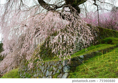 Ame no Matabei Sakura (Takizakura in Hongo) Oudahongo, Uda City, Nara Prefecture Ame no Matabei Sakura (Takizakura in Hongo) Oudahongo, Uda City, Nara Prefecture 75560880