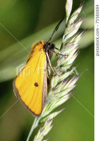 Butterfly, Guadarrama National Park, Spain 75560884