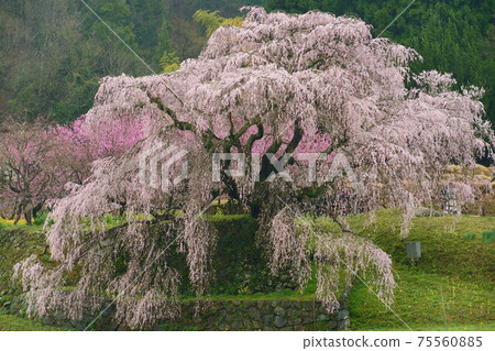Ame no Matabei Sakura (Takizakura in Hongo) Oudahongo, Uda City, Nara Prefecture 75560885