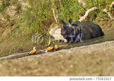 Greater One-horned Rhinoceros, Royal Bardia National Park, Nepal Greater One-horned Rhinoceros, Royal Bardia National Park, Nepal 75561027