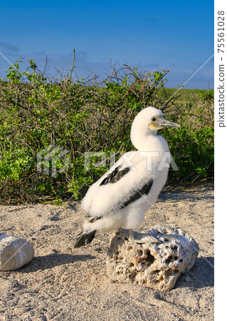 Nazca Booby, Galapagos National Park, Ecuador Nazca Booby, Galapagos National Park, Ecuador 75561028