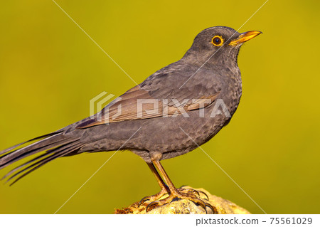 Blackbird, Mediterranean Forest, Spain 75561029