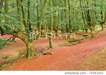 Otzarreta Beech Forest, Gorbeia Natural Park, Spain Otzarreta Beech Forest, Gorbeia Natural Park, Spain 75561031