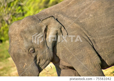Sri Lankan Elephant, Wilpattu National Park, Sri Lanka Sri Lankan Elephant, Wilpattu National Park, Sri Lanka 75561042